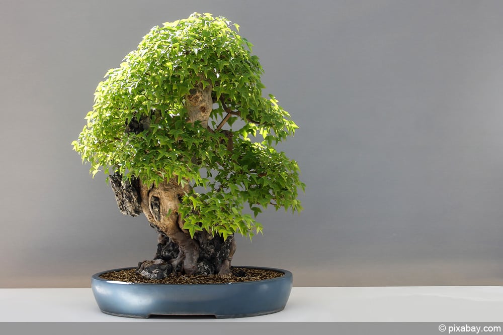 Bonsai Bäumchen schneiden