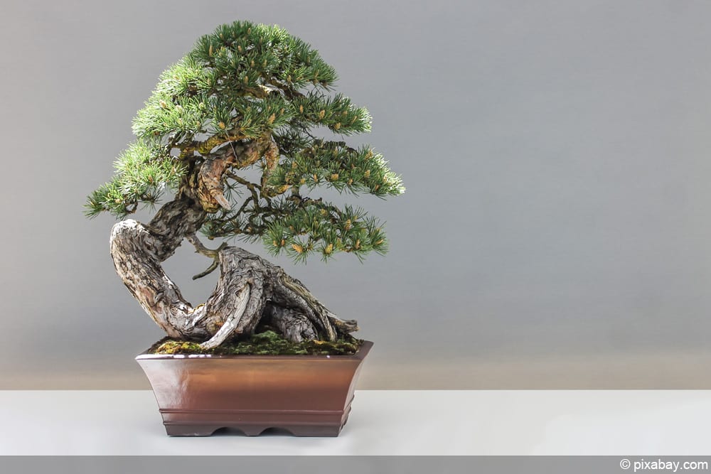 Bonsai Bäumchen schneiden