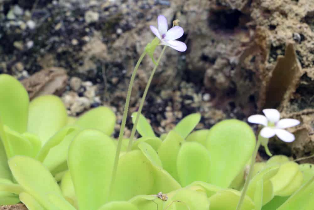 Fettkraut - Pinguicula