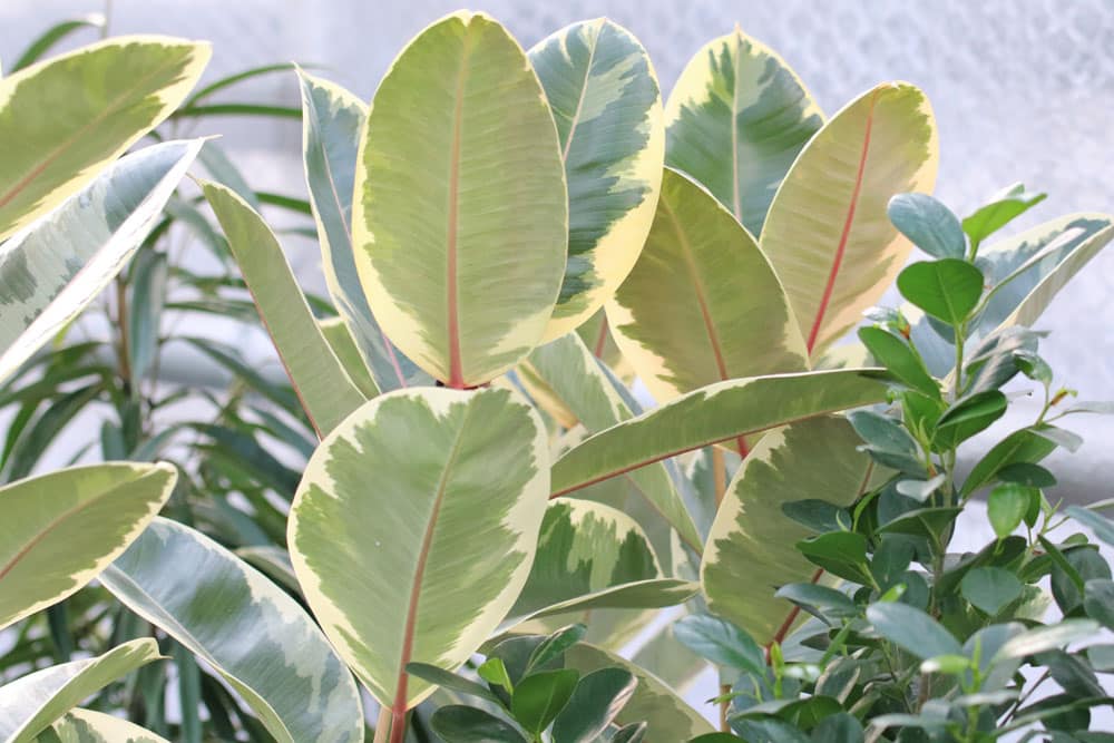 Ist Ficus giftig fr Menschen und Haustiere? - Hausgarten.net