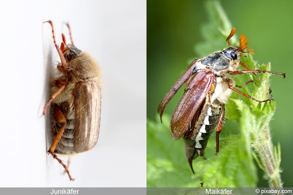 Файл:Amphimallon solstitialis - couple (2007-06-03).jpg - Вікіпедія