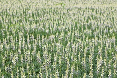 Lupine Lupinus