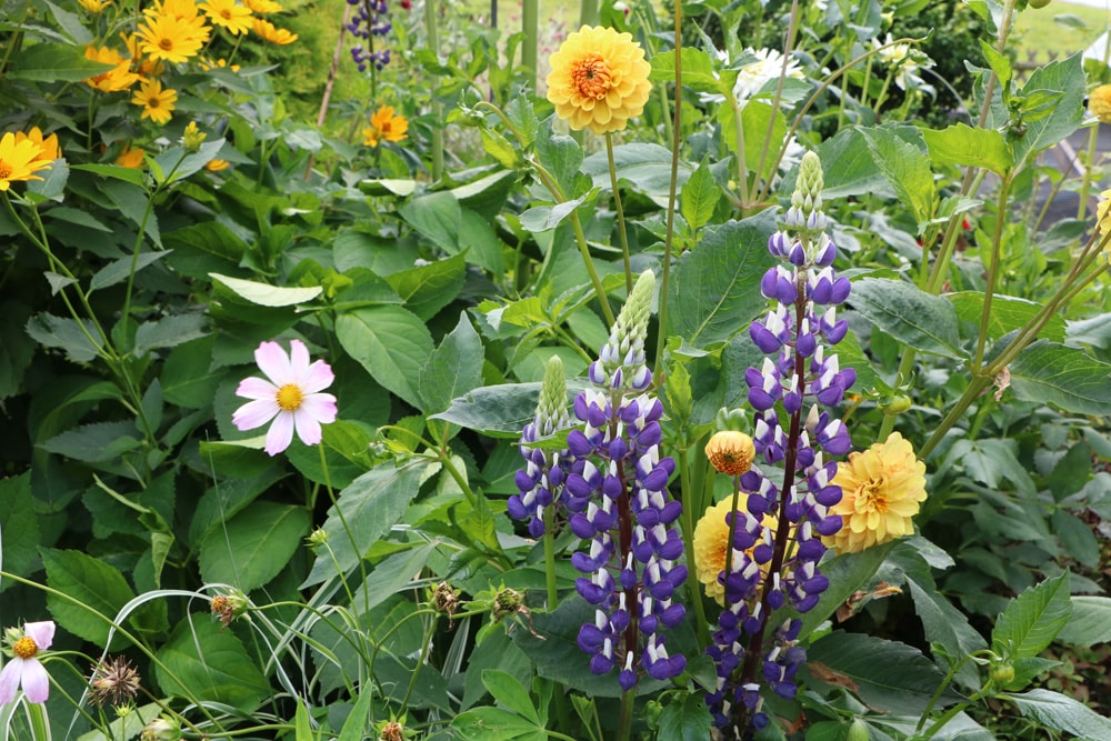 Lupine Lupinus