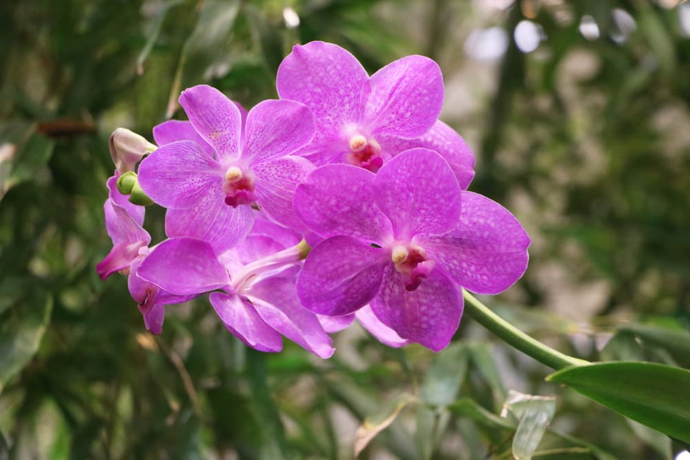 Orchidaceae - Orchideen Vanda