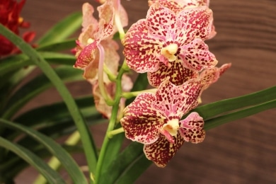 Orchidaceae - Orchideen Vanda