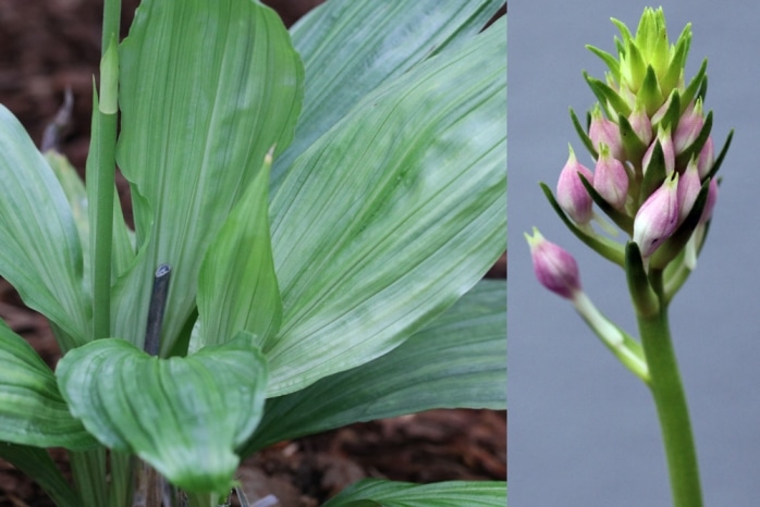 Orchidee - Calanthe Rozel 'cardinal'