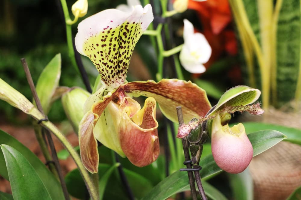 Orchidee Frauenschuh Cypripedium Phragmipedium