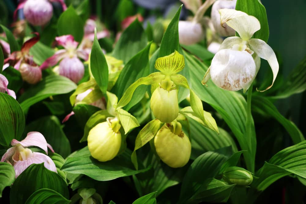 Orchidee Frauenschuh - Cypripedium - Phragmipedium