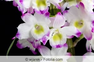 Orchidee