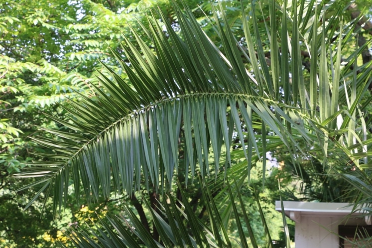 Palmen im Garten einpflanzen und in Kübeln richtig umtopfen