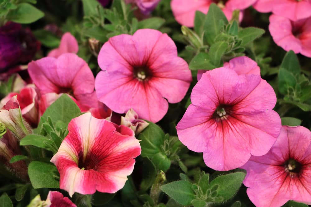 Petunien Petunia