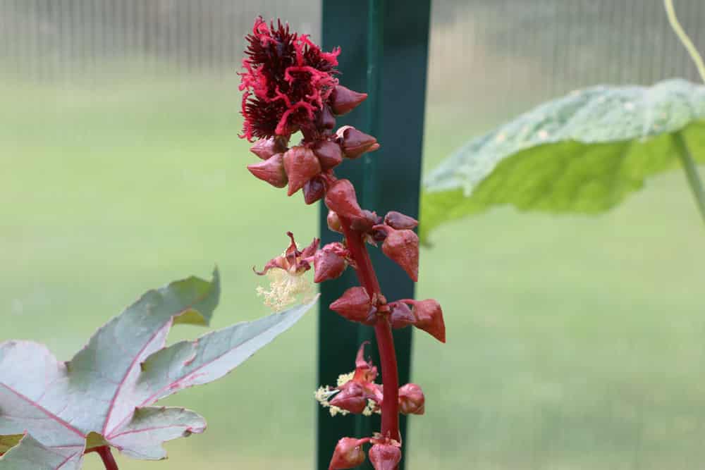 Wunderbaum, Rizinuspflanze - Tipps zu Pflege und Giftigkeit 