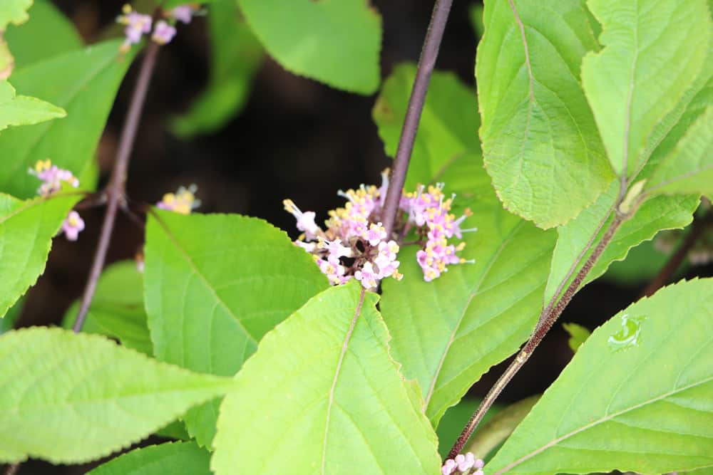 Schönfrucht - Liebesperlenstrauch - Callicarpa bodinieri