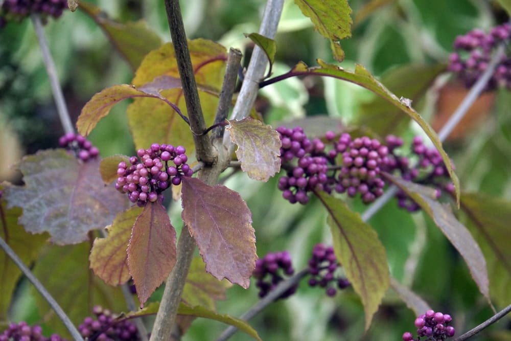 Schönfrucht - Liebesperlenstrauch - Callicarpa giraldii