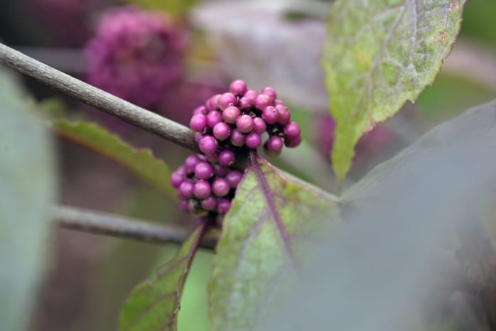 Schönfrucht - Liebesperlenstrauch - Callicarpa giraldii