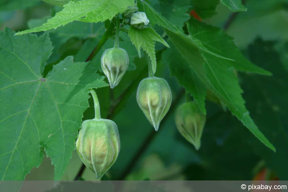 Schönmalve - Zimmerahorn -  Abutilon megapotamicum