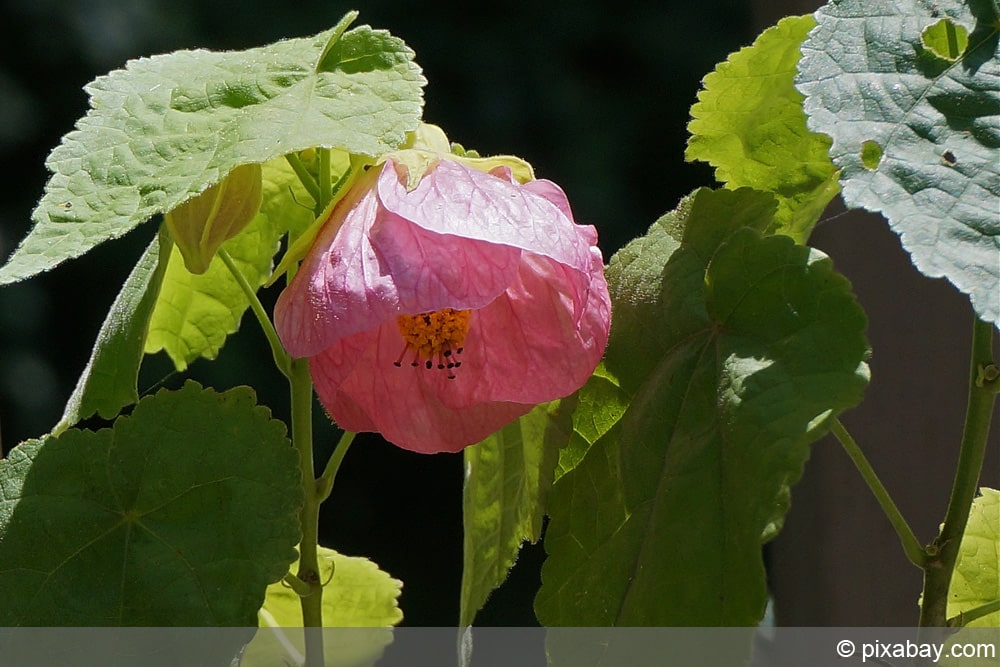 Schönmalve - Zimmerahorn -  Abutilon megapotamicum