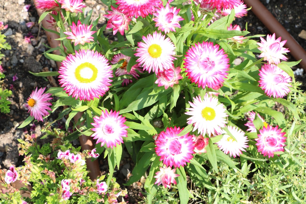 Strohblume - Helichrysum bracteatum