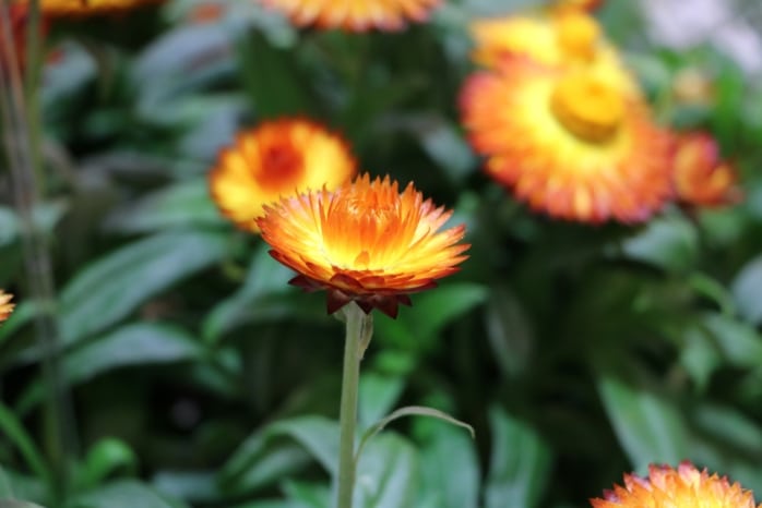 Strohblume - Helichrysum bracteatum