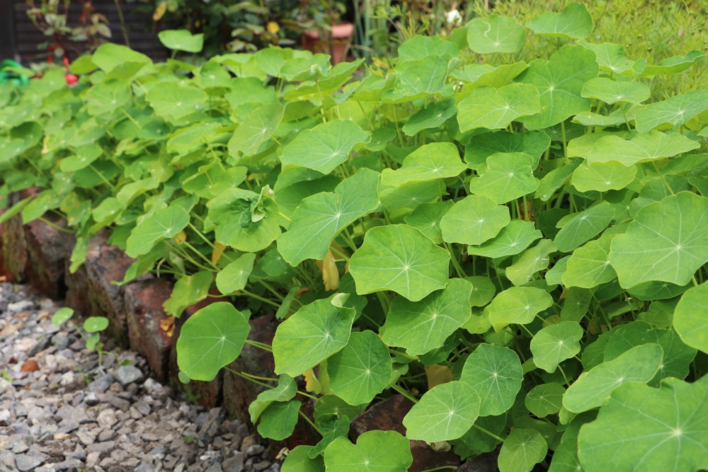 Kapuzinerkresse - Tropaeolum