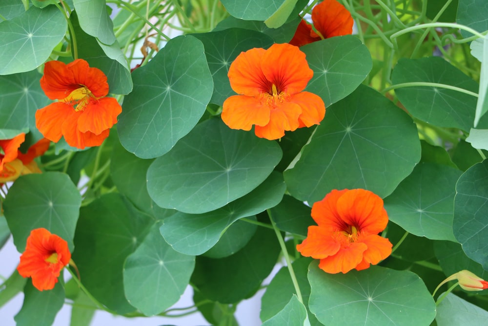 Kapuzinerkresse Tropaeolum