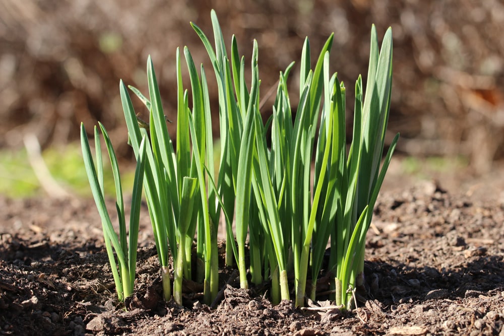 Knoblauch anbauen