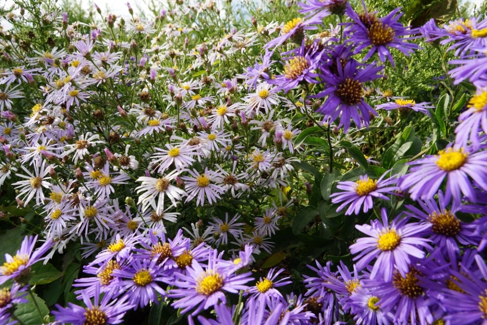 Die schönsten Herbstblüher winterharte Stauden und mehr