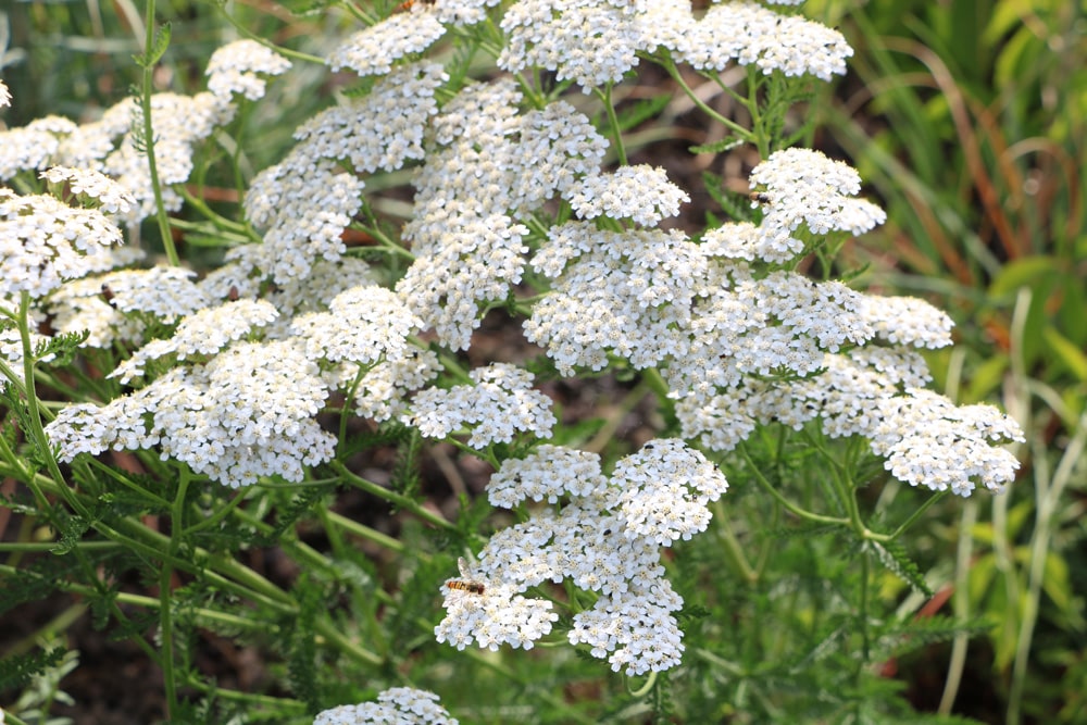 Schafgarbe - Achillea