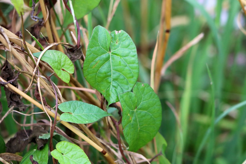 Acker-Winde - Convolvulus arvensis