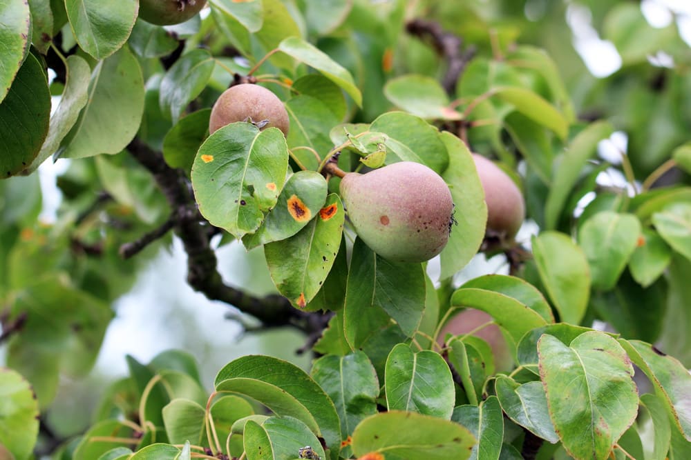 Birne - Pyrus