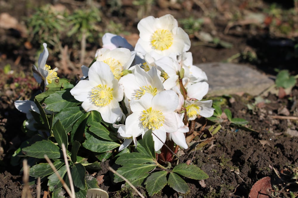 Christrose - Schneerose - Helleborus niger