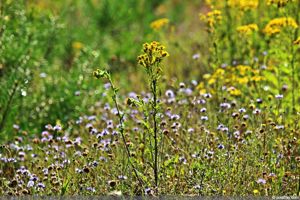 Jakobs-Greiskraut - Jakobskreuzkraut (Senecio jacobaea)