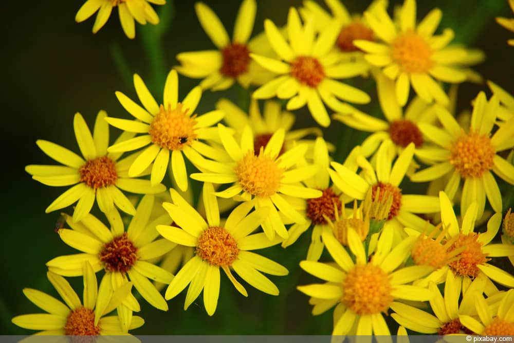 Jakobs-Greiskraut - Jakobskreuzkraut (Senecio jacobaea)