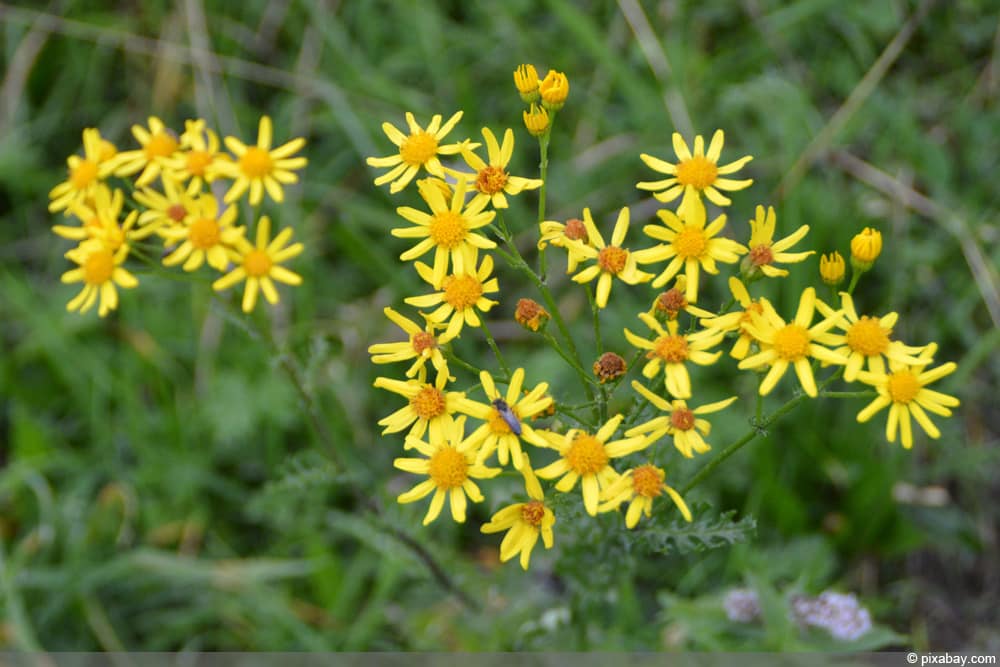 Jakobs-Greiskraut - Jakobskreuzkraut (Senecio jacobaea)