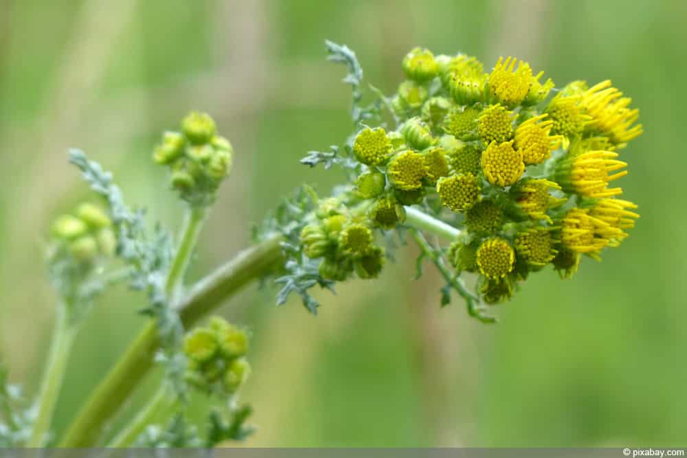 Jakobs-Greiskraut - Jakobskreuzkraut (Senecio jacobaea)