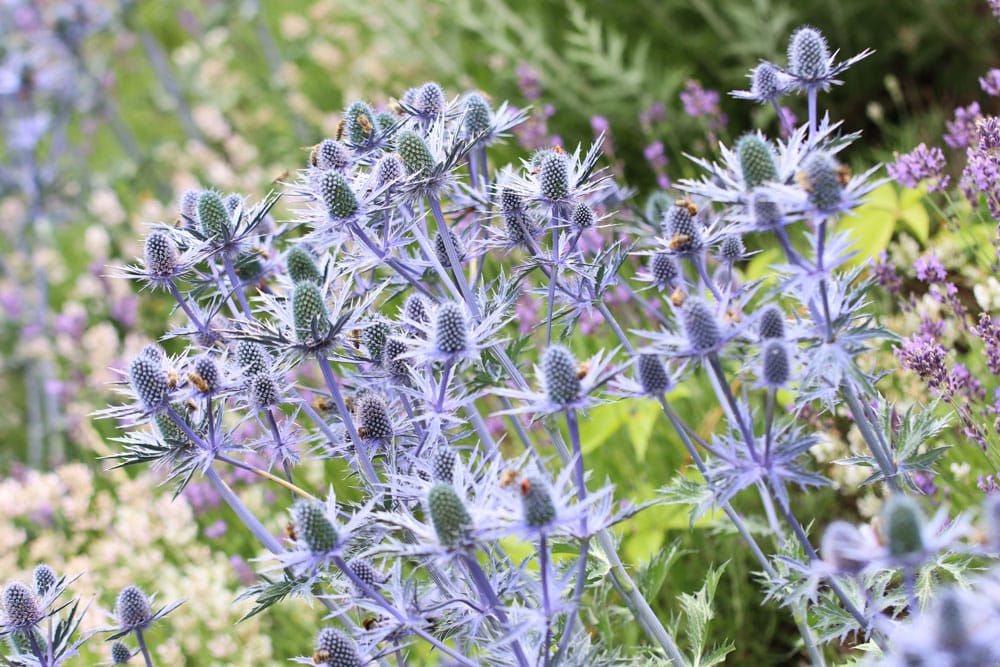 Mannstreu - Eeryngium - Distel