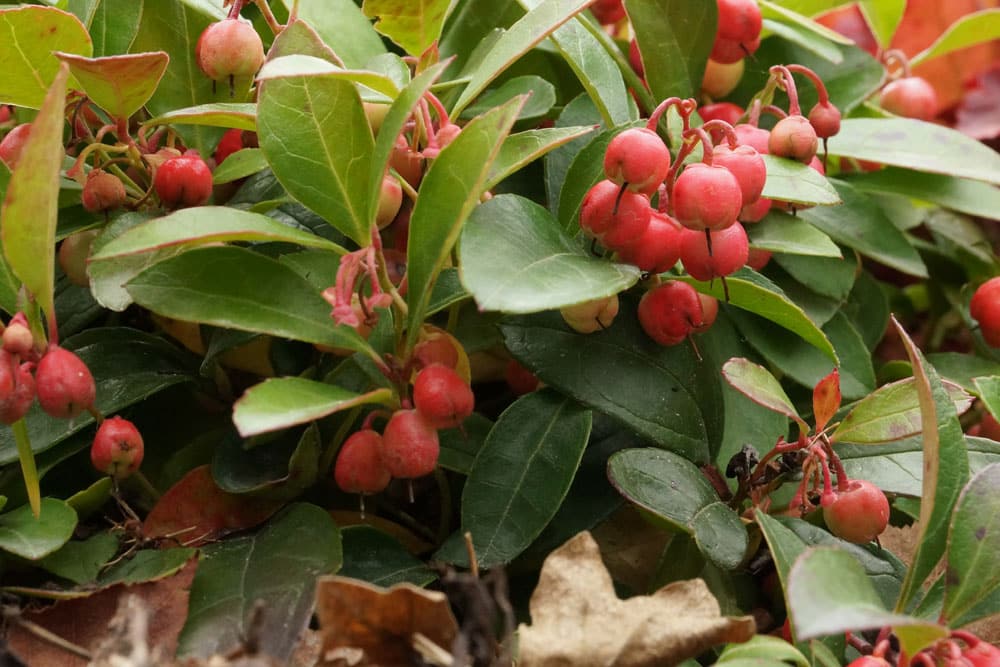 Niedere Scheinbeere - Gaultheria procumbens