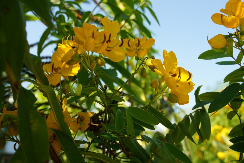 Gewürzrinde - Senna corymbosa