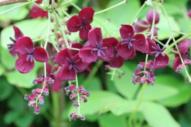 Klettergurke - Schokoladenwein - Akebia quinata