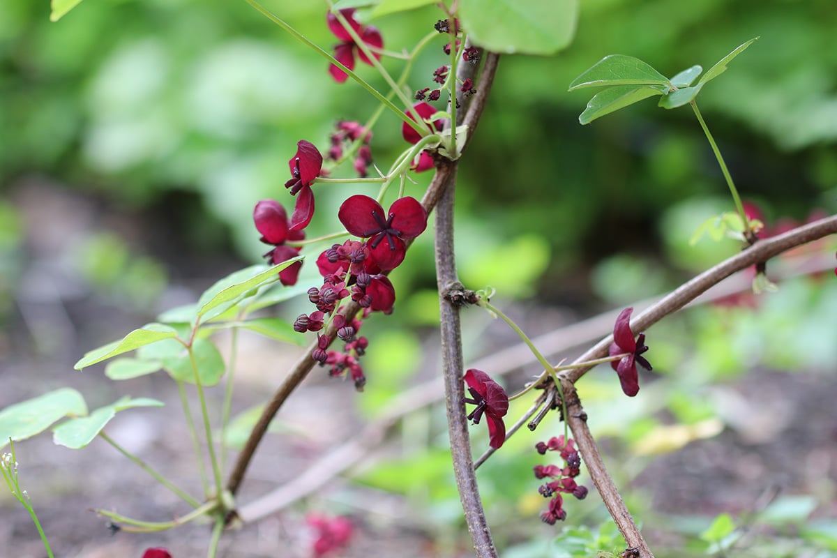 Schokoladenwein - Klettergurke - Akebie - Akebia