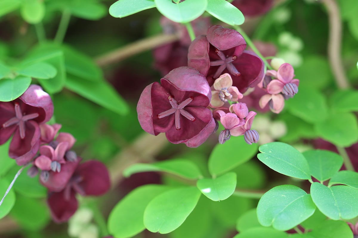 Schokoladenwein - Klettergurke - Akebie - Akebia