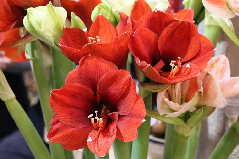 Amaryllis - Hippeastrum - Ritterstern