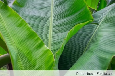 Musa Tropicana Blätter