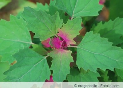 Chenopodium giganteum