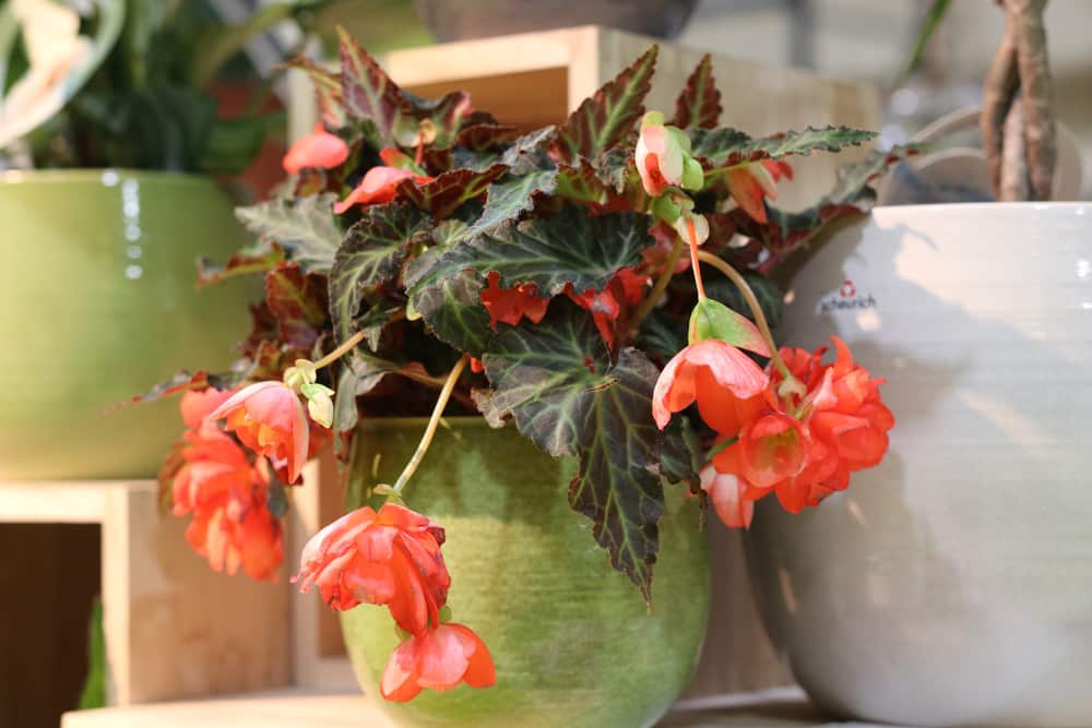 Begonie - Schiefblatt - Begonia