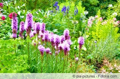 frühlingshaftes Blumenbeet