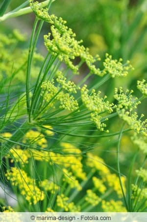 Fenchel