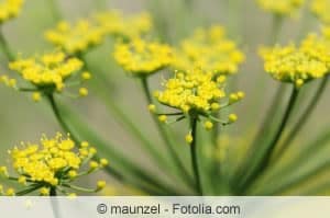 Fenchel