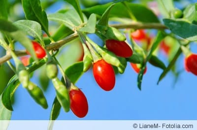 Goji-Beeren