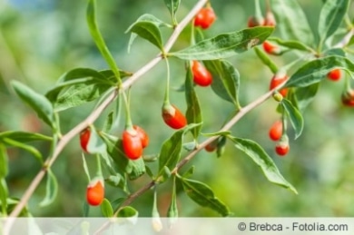 Goji-Beeren